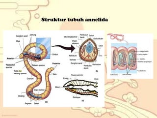Struktur tubuh annelida

 
