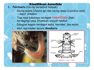 Klasifikasi Annelida

1. Polichaeta (Cacing berambut banyak)
– Cacing palolo (Eunice sp) dan cacing wawo (Lysidice oele)
→ dapat dimakan
– Tiap ruas tubuhnya terdapat PARAPODIA (kaki
berdaging) yang ditumbuhi banyak rambut
– Dibagian kepala terdapat mata, tentakel, dan mulut
– Alat reproduksi secara Gonokoris

 