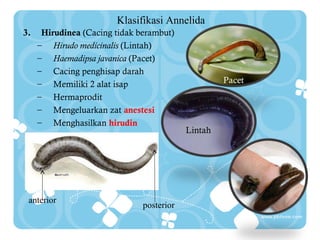Klasifikasi Annelida
3.

Hirudinea (Cacing tidak berambut)
– Hirudo medicinalis (Lintah)
– Haemadipsa javanica (Pacet)
– Cacing penghisap darah
– Memiliki 2 alat isap
– Hermaprodit
– Mengeluarkan zat anestesi
– Menghasilkan hirudin

anterior

posterior

Pacet

Lintah

 