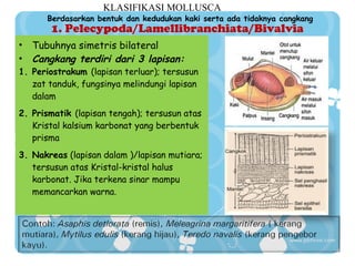 KLASIFIKASI MOLLUSCA

Berdasarkan bentuk dan kedudukan kaki serta ada tidaknya cangkang

1. Pelecypoda/Lamellibranchiata/Bivalvia

•
•

Tubuhnya simetris bilateral
Cangkang terdiri dari 3 lapisan:

1. Periostrakum (lapisan terluar); tersusun
zat tanduk, fungsinya melindungi lapisan
dalam
2. Prismatik (lapisan tengah); tersusun atas
Kristal kalsium karbonat yang berbentuk
prisma
3. Nakreas (lapisan dalam )/lapisan mutiara;
tersusun atas Kristal-kristal halus
karbonat. Jika terkena sinar mampu
memancarkan warna.

 