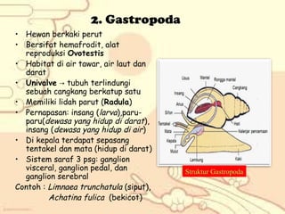 2. Gastropoda
• Hewan berkaki perut
• Bersifat hemafrodit, alat
reproduksi Ovotestis
• Habitat di air tawar, air laut dan
darat
• Univalve → tubuh terlindungi
sebuah cangkang berkatup satu
• Memiliki lidah parut (Radula)
• Pernapasan: insang (larva),paruparu(dewasa yang hidup di darat),
insang (dewasa yang hidup di air)
• Di kepala terdapat sepasang
tentakel dan mata (hidup di darat)
• Sistem saraf 3 psg: ganglion
visceral, ganglion pedal, dan
ganglion serebral
Contoh : Limnaea trunchatula (siput),
Achatina fulica (bekicot)

Struktur Gastropoda

 