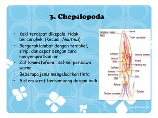 3. Chepalopoda
• Kaki terdapat dikepala, tidak
bercangkok, (kecuali Nautilus)
• Bergerak lambat dengan tentakel,
sirip, dan cepat dengan cara
menyemprotkan air
• Zat kromatofora : sel-sel pembawa
warna
• Beberapa jenis mengeluarkan tinta
• Sistem saraf berkembang dengan baik

 