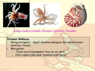 Loligo indica (cumi), Octopus (gurita), Nautilus

 