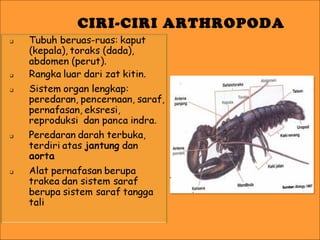 CIRI-CIRI ARTHROPODA

 