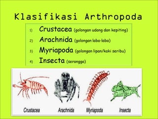 Klasifikasi Arthropoda

 