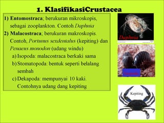 1. KlasifikasiCrustacea

Ciri-Ciri
Daphnia

Isopoda

Kepiting

 
