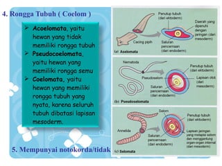 4. Rongga Tubuh ( Coelom )
 Acoelomata, yaitu
hewan yang tidak
memiliki rongga tubuh
 Pseudocoelomata,
yaitu hewan yang
memiliki rongga semu
 Coelomata, yaitu
hewan yang memiliki
rongga tubuh yang
nyata, karena seluruh
tubuh dibatasi lapisan
mesoderm.

5. Mempunyai notokorda/tidak
Tahun 2008 Sugeng_biologilover.wordpress.com. Silahkan gunakan slide ini untuk kemajuan bersama. Dilarang keras untuk dikomersilkan dengan alasan apapun

 