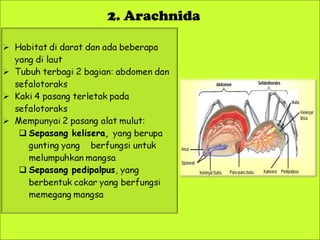 2. Arachnida

Ciri-Ciri

 