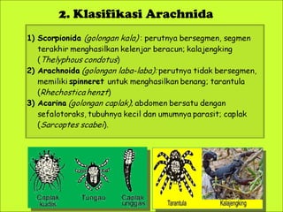 2. Klasifikasi Arachnida

Ciri-Ciri

 
