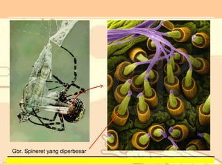 Gbr. Spineret yang diperbesar
Tahun 2008 Sugeng_biologilover.wordpress.com. Silahkan gunakan slide ini untuk kemajuan bersama. Dilarang keras untuk dikomersilkan dengan alasan apapun

 