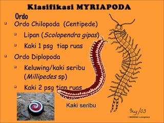 Klasifikasi MYRIAPODA
Ordo



Ordo Chilopoda (Centipede)






Lipan (Scolopendra gipas)
Kaki 1 psg tiap ruas

Ordo Diplopoda




Keluwing/kaki seribu
(Millipedes sp)
Kaki 2 psg tiap ruas

 
