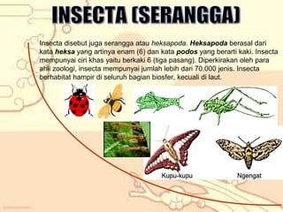 Insecta disebut juga serangga atau heksapoda. Heksapoda berasal dari
kata heksa yang artinya enam (6) dan kata podos yang berarti kaki. Insecta
mempunyai ciri khas yaitu berkaki 6 (tiga pasang). Diperkirakan oleh para
ahli zoologi, insecta mempunyai jumlah lebih dari 70.000 jenis. Insecta
berhabitat hampir di seluruh bagian biosfer, kecuali di laut.

 