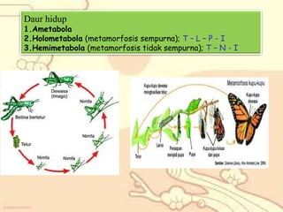 Daur hidup

1.Ametabola
2.Holometabola (metamorfosis sempurna); T – L – P - I
3.Hemimetabola (metamorfosis tidak sempurna); T – N - I

 