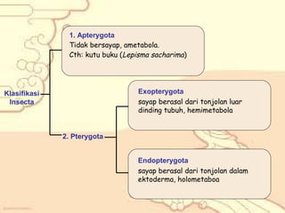 1. Apterygota
Tidak bersayap, ametabola.
Cth: kutu buku (Lepisma sacharima)

Exopterygota
sayap berasal dari tonjolan luar
dinding tubuh, hemimetabola

Klasifikasi
Insecta

2. Pterygota
Endopterygota
sayap berasal dari tonjolan dalam
ektoderma, holometaboa

 