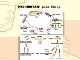 P
OLIM FISM pada R
OR
E
ayap

 