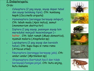 2. Endopterygota;
Ordo:
1.
Coleoptera (2 psg sayap, sayap depan tebal
dan sayap belakang tipis). Cth: kumbang
kepik (Coccinella arquata)
2.
Hymenoptera (serangga bersayap selaput).
Cth: lebah madu (Apis indica), semut
(monomorium destructor)
3.
Diptera (1 psg sayap, pasangan sayap lain
mereduksi menjadi keseimbangan )→
halter . Cth: lalat rumah (Musa domestica),
nyamuk malaria (Anopheles sp)
4.
Lepidoptera (2 psg sayap dan bersisik
halus). Cth: kupu-kupu si rama-rama
(Attacus atlas)
5.
Neuroptera (serangga bersayap jala). Cth:
undur-undur (Myrmeleon sp)
6.
Shiponoptera (bertubuh kecil dan tidak
bersayap)/bangsa pinjal. Cth: kutu anjing,
kutu manusia

 
