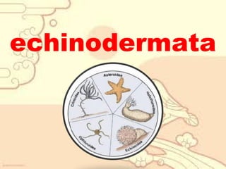 echinodermata

 