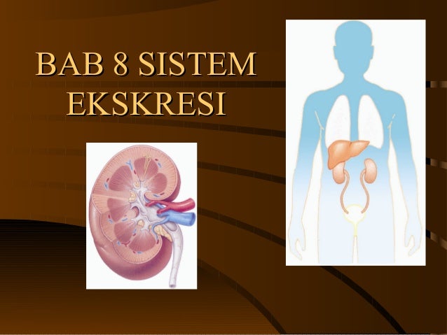 Bab 8 Sistem Ekskresi