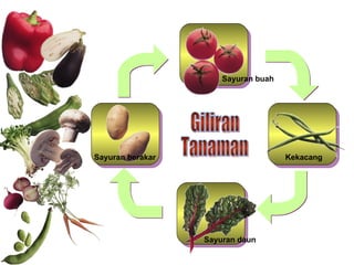 Giliran Tanaman Sayuran buah Kekacang Sayuran daun Sayuran berakar 