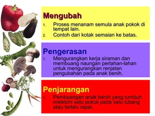 Mengubah Proses menanam semula anak pokok di tempat lain.  Contoh dari kotak semaian ke batas. Pengerasan Penjarangan Mengurangkan kerja siraman dan membuang naungan perlahan-lahan untuk mengurangkan renjatan pengubahan pada anak benih. Pembuangan anak benih yang tumbuh melebihi satu pokok pada satu lubang atau terlalu rapat. 