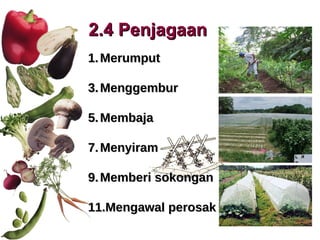 2.4 Penjagaan Merumput Menggembur Membaja Menyiram Memberi sokongan Mengawal perosak 