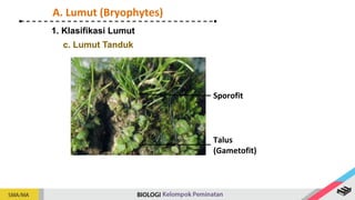 1. Klasifikasi Lumut
A. Lumut (Bryophytes)
c. Lumut Tanduk
Talus
(Gametofit)
Sporofit
 
