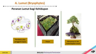 Hiasan Menyerap air dan
melembapkan tanah
Pembalut atau
pengganti kapas
Peranan Lumut bagi Kehidupan
A. Lumut (Bryophytes)
 