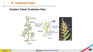 Strobilus
Mikrofil
Rizom
Rizoid
Daun steril
(tropofil) Daun fertil
(sporofil)
Batang Daun muda yang
Menggulung (circinatus)
Rizoid
Rizom
Struktur Tubuh Tumbuhan Paku
B. Tumbuhan Paku
 