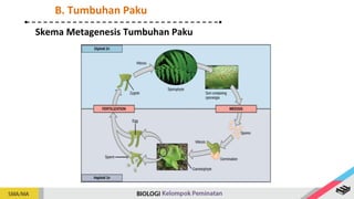 Skema Metagenesis Tumbuhan Paku
B. Tumbuhan Paku
 