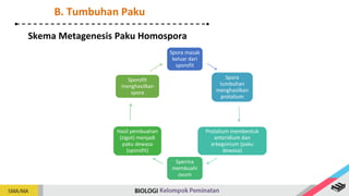 Spora masak
keluar dari
sporofit
Spora
tumbuhan
menghasilkan
protalium
Protalium membentuk
anteridium dan
arkegonium (paku
dewasa)
Sperma
membuahi
ovum
Hasil pembuahan
(zigot) menjadi
paku dewasa
(sporofit)
Sporofit
menghasilkan
spora
Skema Metagenesis Paku Homospora
B. Tumbuhan Paku
 