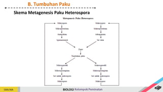 Skema Metagenesis Paku Heterospora
B. Tumbuhan Paku
 