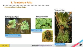 B. Tumbuhan Paku
Peranan Tumbuhan Paku
Sebagai sayuran
Bahan pupuk hijau
Tanaman hias
Marsilea
Azolla pinnata
Asplenium
 