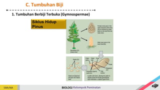 1. Tumbuhan Berbiji Terbuka (Gymnospermae)
Siklus Hidup
Pinus
C. Tumbuhan Biji
 