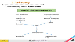 Skema Daur Hidup Tumbuhan Biji Terbuka
1. Tumbuhan Berbiji Terbuka (Gymnospermae)
Serbuk sari (mikrospora)
Buluh serbuk sari
(mikroprotalium)
Sprematozoid
Zigot
Embrio
Tumbuhan biji terbuka
Mikrosporosfil Makrosporosfil (daun
buah)
Makeospora(dalam bakal biji)
Arkegonium (dalam bakal biji)
Sel telur
C. Tumbuhan Biji
 
