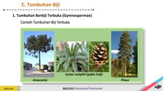 Contoh Tumbuhan Biji Terbuka
C. Tumbuhan Biji
1. Tumbuhan Berbiji Terbuka (Gymnospermae)
Cycas rumphii (pakis haji)
Pinus
Araucaria
 