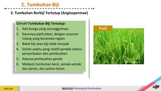 Ciri-ciri Tumbuhan Biji Tertutup:
1. Ada bunga yang sesungguhnya.
2. Daunnya pipih,lebar, dengan susunan
tulang yang beraneka ragam.
3. Bakal biji atau biji tidak tampak.
4. Selisih waktu yang relatif pendek antara
penyerbukan dan pembuahan.
5. Adanya pembuahan ganda.
6. Meliputi tumbuhan kecil, semak-semak
dan perdu, dan pohon besar.
2. Tumbuhan Berbiji Tertutup (Angiospermae)
Padi
Sumber: www.pixabay.com
C. Tumbuhan Biji
 