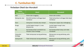 Perbedaan Dikotil dan Monokotil
Faktor
Pembanding
Dikotil Monokotil
Akar Sistem akar tunggang Sistem akar serabut
Batang dan akar Memiliki kambium sehingga dapat
membesar
Tidak berkambium sehingga tidak dapat
membesar
Daun tulang daun menyirip atau menjari Tulang daun sejajar atau melengkung
Bunga Jumlah bagian bunga 4, 5, atau
kelipatannya
Jumlah bagian bunga 3 atau
kelipatannya
Biji Saat berkecambah membelah dua
menjadi 2 daun lembaga
Saat berkecambah tetap utuh tidak
membelah
Ujung akar
lembaga
Tidak mempunyai sarung pelindung Mempunyai sarung pelindung, yaitu
koleoriza
Ujung pucuk Tidak mempunyai sarung pelindung Mempunyai sarung pelindung, yaitu
koleoptil
C. Tumbuhan Biji
 