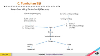 Skema Daur Hidup Tumbuhan Biji Tertutup
Serbuk sari (mikrospora)
Buluh serbuk sari
(mikroprotalium)
a. Inti sperma 1
b. Inti sperma 2 Zigot
Embrio
Tumbuhan biji tertutup
Benang
sari
Putik
Sel calon kantong lembaga
Kantong lembaga
a. Sel telur
b. Inti kandung lembaga
sekunder
Bunga
Kepala sari Bakal biji
C. Tumbuhan Biji
 