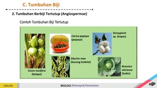 Contoh Tumbuhan Biji Tertutup
Carica papaya
(pepaya)
Gossypium
sp. (kapas)
Cocos nucifera
(kelapa)
Brassica
oleracea
(kubis)
Glycine max
(kacang kedelai)
2. Tumbuhan Berbiji Tertutup (Angiospermae)
C. Tumbuhan Biji
 