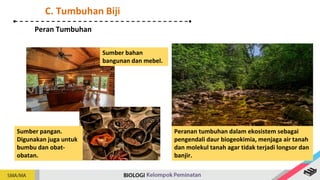 Peran Tumbuhan
C. Tumbuhan Biji
Sumber bahan
bangunan dan mebel.
Sumber pangan.
Digunakan juga untuk
bumbu dan obat-
obatan.
Peranan tumbuhan dalam ekosistem sebagai
pengendali daur biogeokimia, menjaga air tanah
dan molekul tanah agar tidak terjadi longsor dan
banjir.
 
