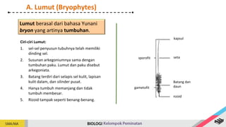 Lumut berasal dari bahasa Yunani
bryon yang artinya tumbuhan.
Ciri-ciri Lumut:
1. sel-sel penyusun tubuhnya telah memiliki
dinding sel.
2. Susunan arkegoniumnya sama dengan
tumbuhan paku. Lumut dan paku disebut
arkegoniata.
3. Batang terdiri dari selapis sel kulit, lapisan
kulit dalam, dan silinder pusat.
4. Hanya tumbuh memanjang dan tidak
tumbuh membesar.
5. Rizoid tampak seperti benang-benang.
A. Lumut (Bryophytes)
kapsul
seta
sporofit
gametofit
Batang dan
daun
nzoid
 