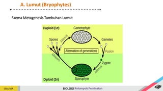 Skema Metagenesis Tumbuhan Lumut
A. Lumut (Bryophytes)
 