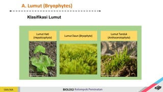 Klasifikasi Lumut
Lumut Hati
(Hepaticophyta)
Sumber:
www.id.wikipedia.Org
Lumut Daun (Bryophyta)
Sumber:
www.commons.wikimedia.org
Lumut Tanduk
(Anthocerotophyta)
Sumber:
www.commons.wikimedia.org
A. Lumut (Bryophytes)
 