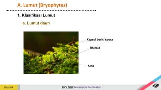 1. Klasifikasi Lumut
A. Lumut (Bryophytes)
Kapsul berisi spora
Rhizoid
Seta
a. Lumut daun
 