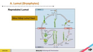 Reproduksi Lumut
Siklus Hidup Lumut Daun
A. Lumut (Bryophytes)
 