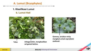 1. Klasifikasi Lumut
A. Lumut (Bryophytes)
b. Lumut Hati
Arkegoniofor, menghasilkan
sel gamet betina.
Talus
Gemma, struktur mirip
mangkuk untuk reproduksi
aseksual.
 