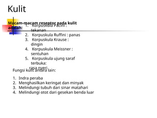 Reseptor Pacini Ruffini BAB 9. Sistem Koordinasi dan Alat Indera Pada Manusia.ppt
