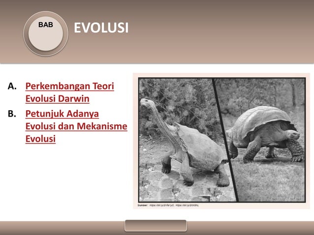 PPT Biologi Materi Evolusi kelas XII SMA | PPTX