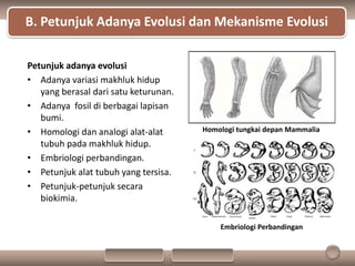 PPT Biologi Materi Evolusi kelas XII SMA | PPTX