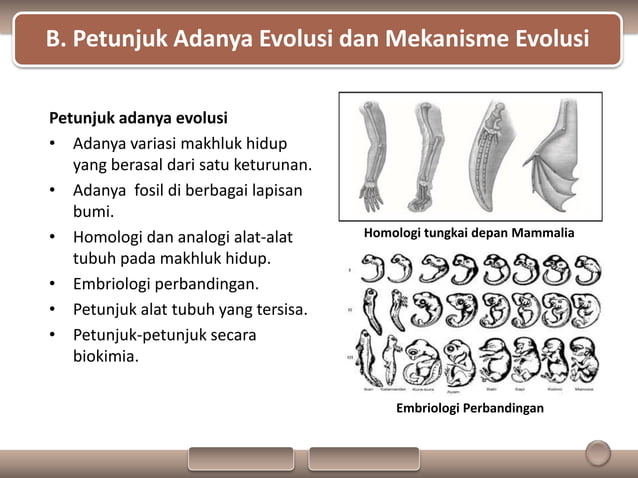 PPT Biologi Materi Evolusi kelas XII SMA | PPTX